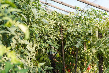 Fototapeta na wymiar Tomatoes grow in a greenhouse. grow vegetables warmly. greenhouse in the garden. red tomatoes close-up. bushes tomato.