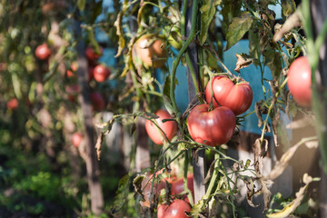 Tomatoes grow in a greenhouse. grow vegetables warmly. greenhouse in the garden. red tomatoes close-up. bushes tomato.
