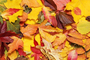Background formed with bright autumn leaves