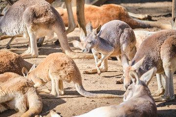 Naklejka na ściany i meble Family of red kangaroos with joeys babies and adults