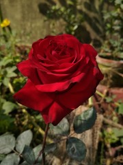 Red Rose