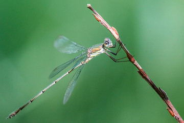 Agrion.