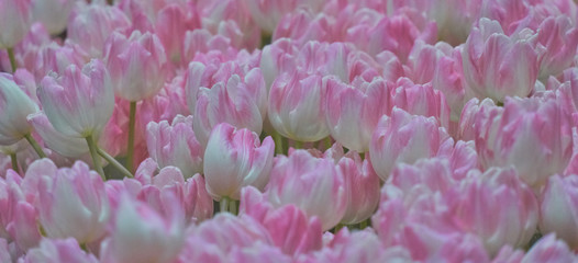Large field with tulips in white pink colouring