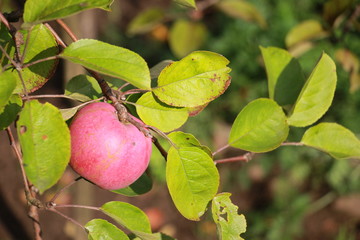 Apple harvest in the garden