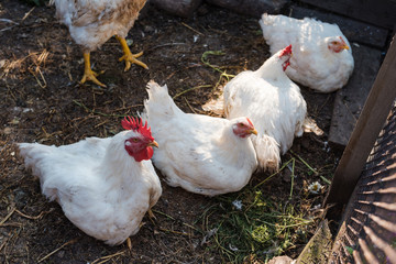 domestic hens. Domestic bird. white chickens sit in a blockage. natural products. carry eggs. Agriculture. to breed chickens.