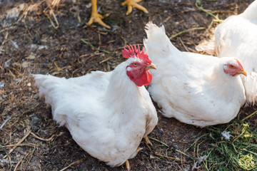 domestic hens. Domestic bird. white chickens sit in a blockage. natural products. carry eggs. Agriculture. to breed chickens.