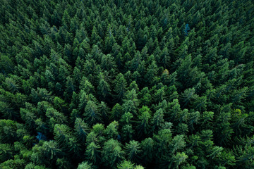 Forest from above © belyaaa