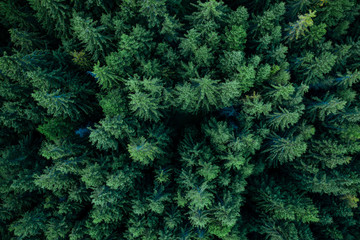 Forest from above