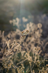 Dried beige Heliotropium indicum flowers in the autumn sunshine. Counter light. Beautiful abstraction background. Close-up. Soft focus. Eye level shooting. Vertically