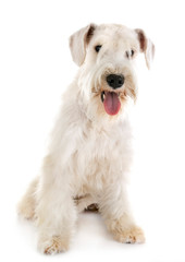 miniature schnauzer in studio