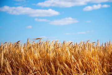 Fototapeta na wymiar Wolkenhimmel sowie Getreide kurz vor der Ernte im Sommer