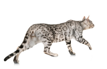 bengal cat in studio © cynoclub