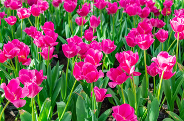 Colorful tulips are blooming in the garden