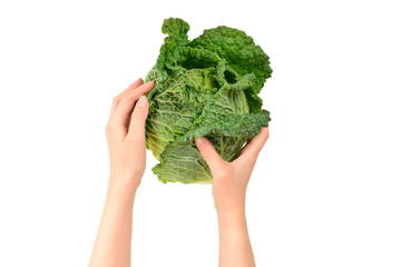 Green cabbage isolated on white background. In woman hands.