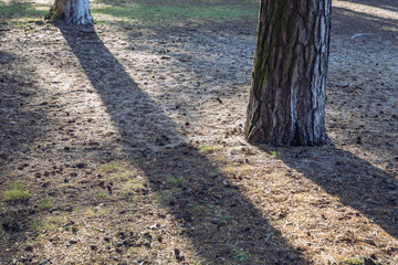 City Carnikava, Latvian Republic. Pine trunk and needles, sunbeams on the ground. Sep 04. 2019.