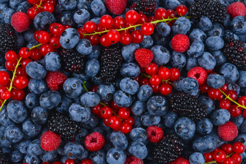 Blackberry, raspberry, blueberry,  red currant and mint background.