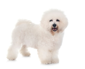 Bichon Frise in studio