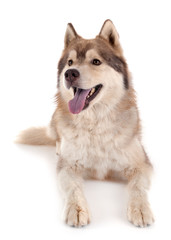 siberian husky in studio