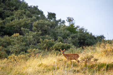 European roe deer (Capreolus capreolus) in the dunes on the East Frisian Island Juist in the North Sea, Germany.