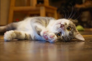 the domestic cat lies on the floor in a playful pose. the background is blurred.
