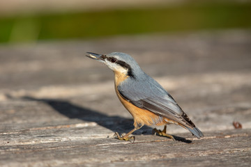 Eurasian nuthatch (Sitta europaea) in the nature protection area Moenchbruch near Frankfurt, Germany.