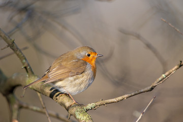 European Robin (Erithacus rubecula) in the nature protection area Moenchbruch near Frankfurt, Germany.