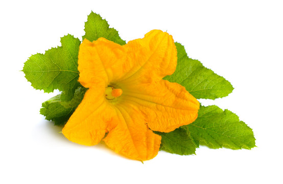 Zucchini or courgette flowers isolated on white background