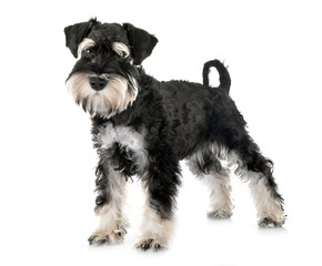 miniature schnauzer in studio