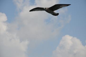 seagull in the sky