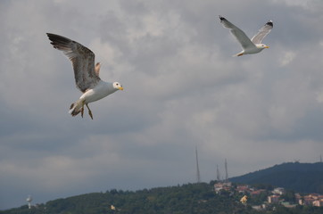 seagull in flight