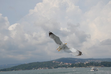 seagull in flight