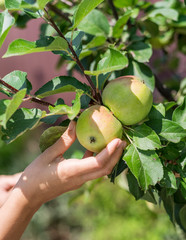 Apple picking. Female hand gathering apple from a tree.