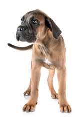 Fototapeta premium puppy cane corso