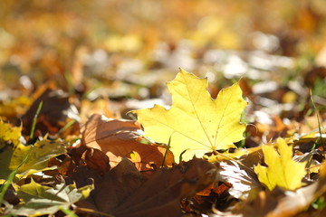 Maple leaves in autumn forest in sunny day 