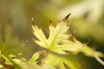 Maple leaves in autumn forest in sunny day 