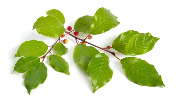 Frangula or buckthorns twig with berry isolated on white background