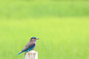 Blue\Brown bird on post 
