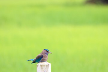 Blue\Brown bird on post 