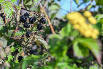 Ripe berries of a garden blackberry on a bush