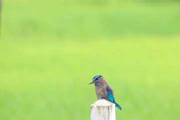 Blue\Brown bird on post 