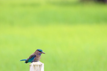 Blue\Brown bird on post 