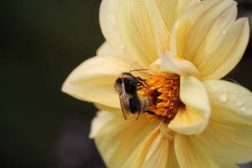 bee on a flower