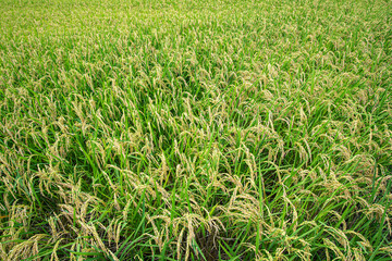 Obraz premium 秋の稲穂