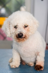 Bichon Bolognese dog breed with Malassezia pachydermatis