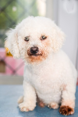 Bichon Bolognese dog breed with Malassezia pachydermatis