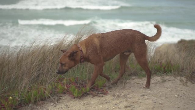 Dog running and peeing in dunes slow motion