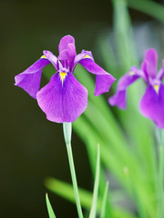 紫の花しょうぶ