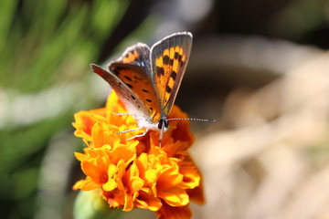マリーゴールドに止まるベニシジミ