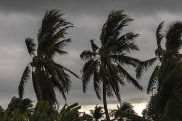 Beginning of tornado or hurricane winding and blowing coconut palms tree with dark storm clouds. Rainy season in the tropical