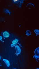 jellyfish